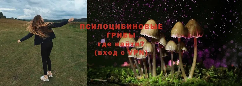 Галлюциногенные грибы Psilocybine cubensis  Новотроицк 